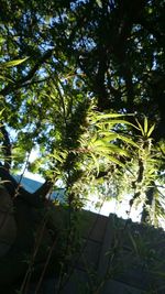 Low angle view of plants