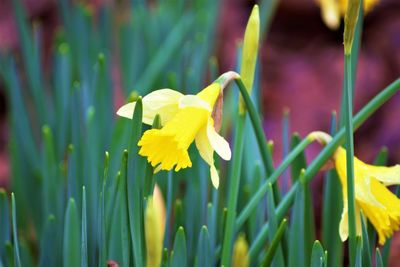 Close-up of yellow daffodil flowers blooming outdoors