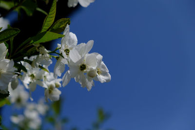 Close-up of cherry blossom against clear blue sky