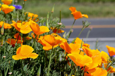 Close-up of yellow flowers blooming in field