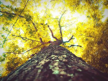 Low angle view of yellow tree in forest