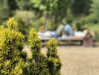 Close-up of plants growing outdoors