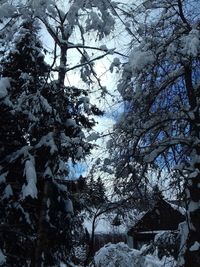 Low angle view of snow covered tree against sky