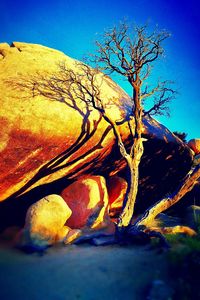 Bare tree against clear sky
