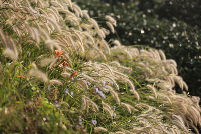 Close-up of fresh green plants on field