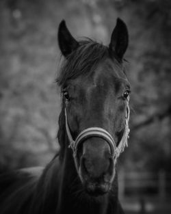 Close-up portrait of a horse