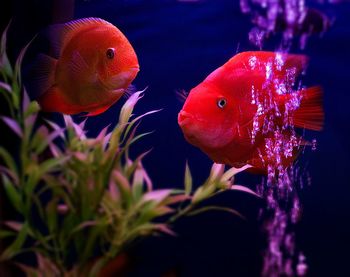 Close-up of fish swimming in aquarium