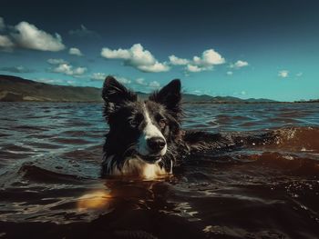 Portrait of dog swim against sky