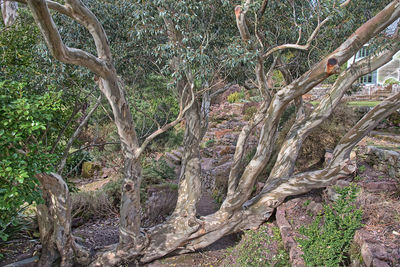 Trees in forest