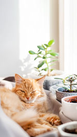 Cute ginger cat lying on window sill among  houseplants. fluffy animal near succulents. 