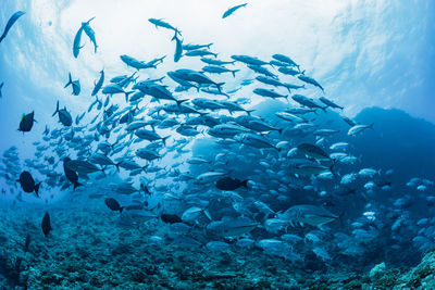 Fishes swimming in sea