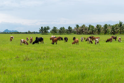 Horses in a field
