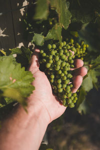 Close-up of hand holding grapes