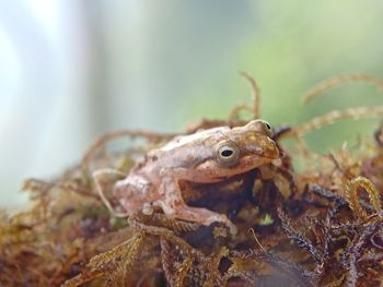 Close-up of frog