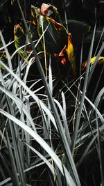 Close-up of plant