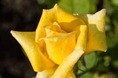 Close-up of yellow rose flower