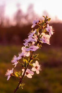 Close-up of pink cherry blossoms