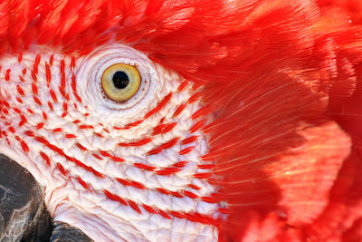 Extreme close-up of scarlet macaw