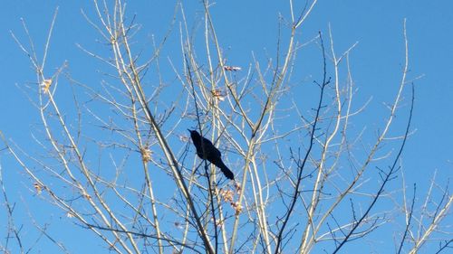 Low angle view of bird perching on tree against sky