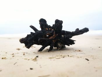 Dead tree on beach against sky