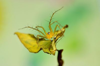 Close-up of insect on leaf