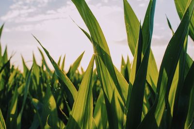 Close-up of fresh green grass against sky