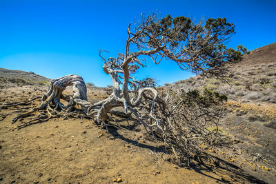 Bare tree on sand against clear sky