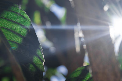 Close-up of fresh green plant