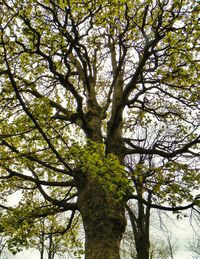 Low angle view of trees