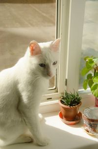 Cat looking through window