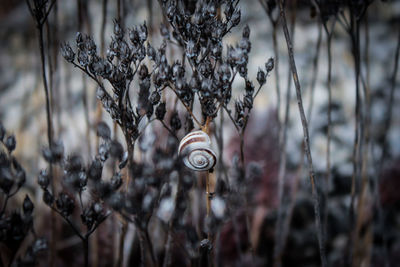 Close-up of plant against blurred background