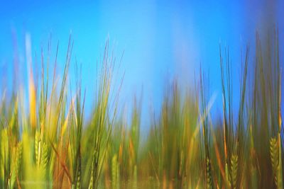 Plants growing in field