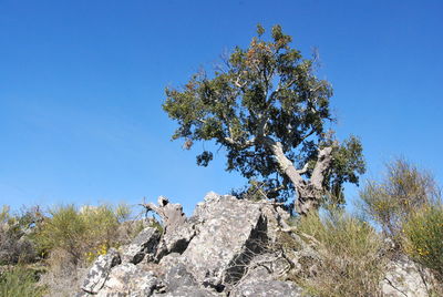 Low angle view of tree on landscape against clear blue sky