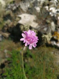 Close-up of flower blooming outdoors