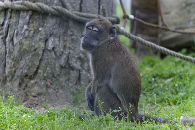 Meerkat sitting on land