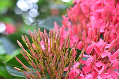 Close-up of pink flowering plant