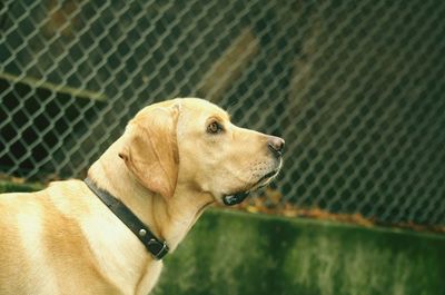 Close-up of dog outdoors