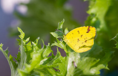 Close-up of butterfly on leaves