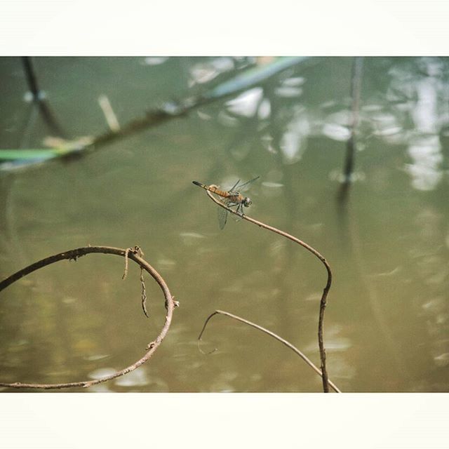 animal themes, focus on foreground, animals in the wild, one animal, wildlife, transfer print, close-up, insect, auto post production filter, spider, spider web, nature, outdoors, selective focus, day, no people, water, plant, sunlight, twig