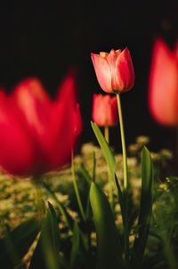 Close-up of red tulip flower on field