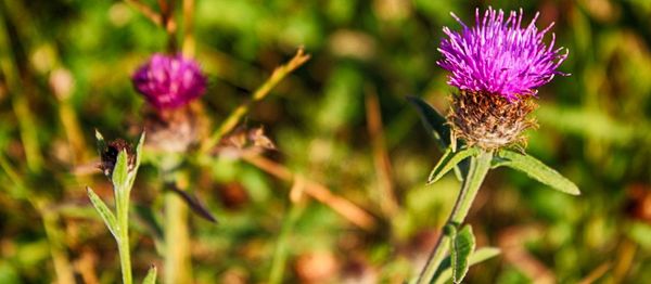 Close-up of butterfly on purple flower