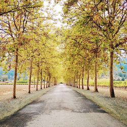 Empty road with trees in background