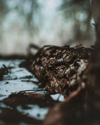 Close-up of chocolate cake