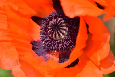 Close-up of orange flower blooming outdoors