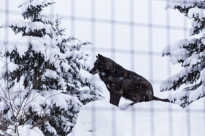 Black wolf in a zoo in snow during winter