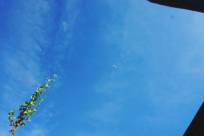 Low angle view of birds flying against blue sky