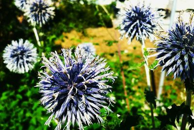 Close-up of purple flowers