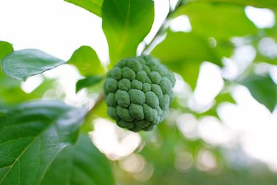 Close-up of fruits growing on plant