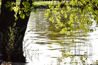 Plants growing by lake