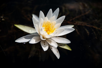 Close-up of white flower